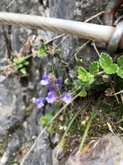 Scutellaria tashiroi
