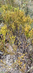 Thesium pseudovirgatum