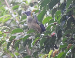 Saltator grandis