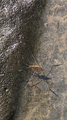 Limnometra