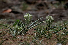 Albuca seineri