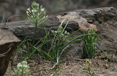 Albuca seineri
