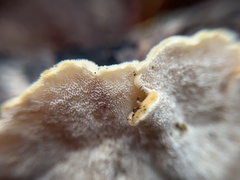 Fomitopsidaceae