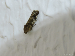 Spragueia