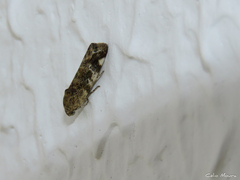 Spragueia