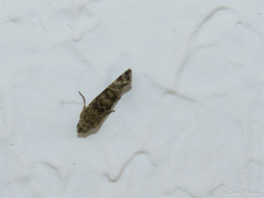Spragueia