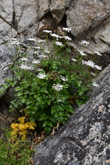 Kitagawia litoralis