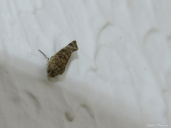 Spragueia