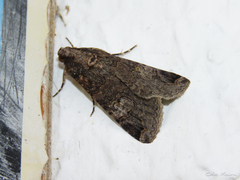 Melipotis
