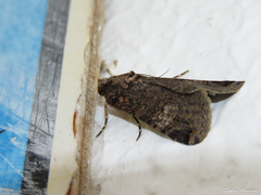 Melipotis