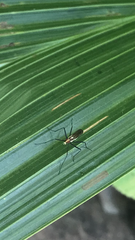 Telostylinus lineolatus