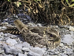 Hydropsalis torquata