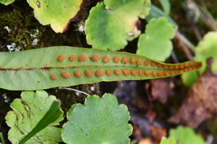 Lepisorus ussuriensis