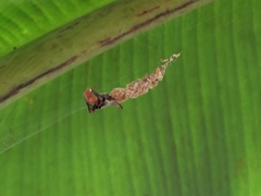 Arachnura