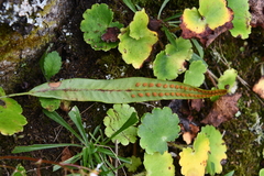 Lepisorus ussuriensis