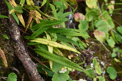 Lepisorus ussuriensis