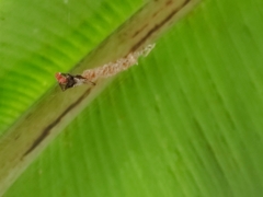 Arachnura