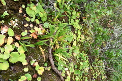 Lepisorus ussuriensis