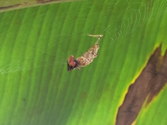 Arachnura
