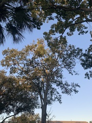 Myricaceae