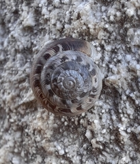 Xerotricha conspurcata