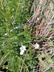 Convolvulus sagittatus