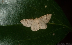 Minoa euthecta
