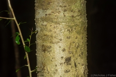 Pittosporum lancifolium