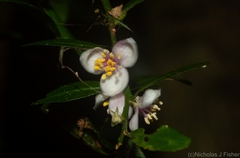 Citrus australasica