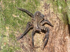 Cupiennius salei