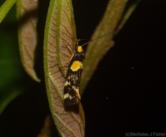 Epithymema helias