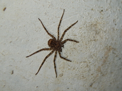 Selenops radiatus