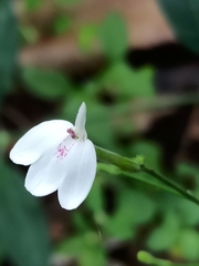 Rhinacanthus nasutus