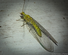 Italochrysa insignis