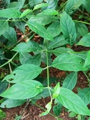 Rhinacanthus nasutus