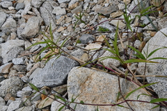 Phragmites japonicus