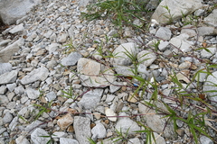 Phragmites japonicus