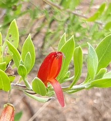 Eremophila