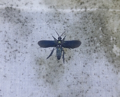 Arctiinae