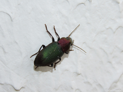 Neoaulacoryssus speciosus