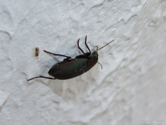 Neoaulacoryssus speciosus
