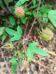Hibiscus surattensis