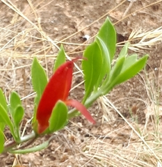Eremophila