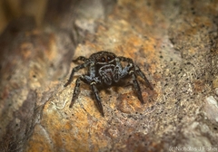 Saitis virgatus