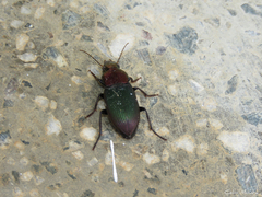 Neoaulacoryssus speciosus