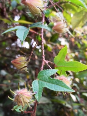 Hibiscus surattensis