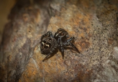 Saitis virgatus