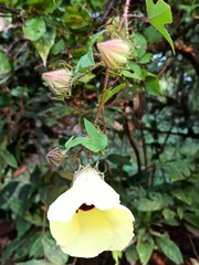 Hibiscus surattensis