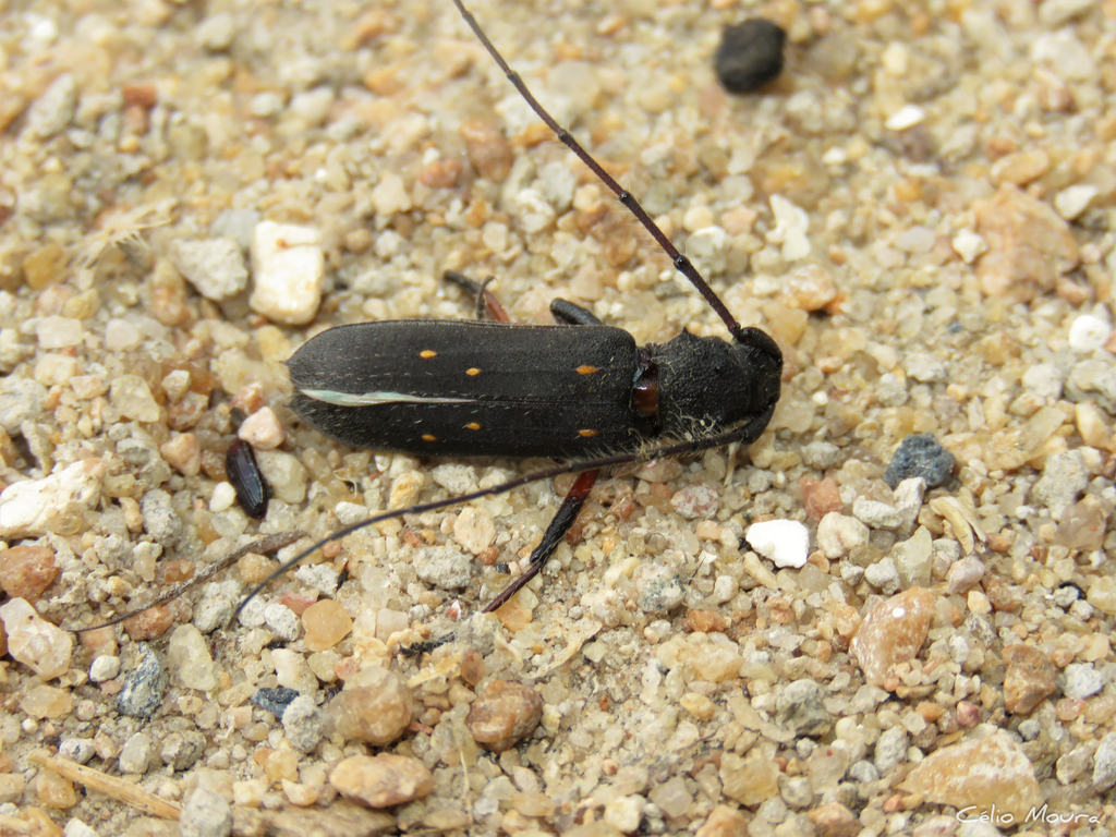 Eburodacrys seabrai