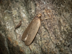 Eulechria convictella